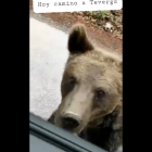Fotograma del vídeo en el que el oso está a escasos metros de los ocupantes del vehículo. RRSS