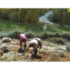 Las heladas y la sequía diezmaron la producción de castaña, que en el 2016 fue de 8.000 toneladas. ANA F. BARREDO