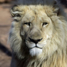 Un león en el zoo de Tbilisi (Georgia).