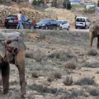 De los cinco paquidermos que viajaban en el camión, uno ha fallecido y dos han resultado heridos a causa del accidente.