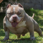Un ejemplar de American Bully.