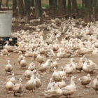 Patos en una explotación avícola del municipio de Sant Gregori, en la comarca del Gironès.
