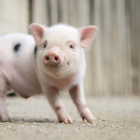 Un cerdo vietnamita pasea por su recinto en el zoo de Hannover (Alemania).