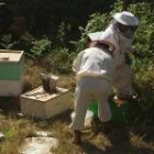 Los apicultores leoneses podrán acogerse a las nuevas ayudas