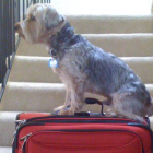 Un perro espera sobre una maleta lista para un viaje