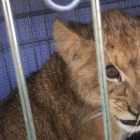 El león abandonado cerca de Utrecht, en Holanda.