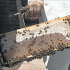 Las abejas, en plena actividad de fabricación de miel.