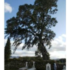 La vetusta encina resiste en su ubicación inicial al lado del cementerio