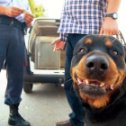 Un rottweiler.