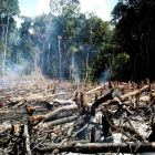 La pérdida de bosque nativo corresponde a la superficie de Ecuador.