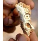 Detalle de una mandíbula de Homo Antecessor canibalizado