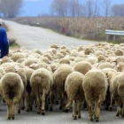 Un pastor conduce su rebaño por un camino leonés.