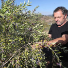 Víctor Arroyo, con 6 hectáreas y 2.200 olivos es ahora el principal productor de aceite del Bierzo, desde su finca de Pieros. LUIS DE LA MATA