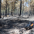 El incendio arrasó un pinar, lo que dificultó las labores de extinción al propagarse por las piñas.
