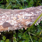 El hongo crece en restos queratinosos de cuerpos de animales.