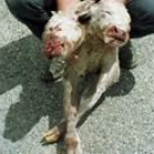Imagen del ternero malformado que nació muerto en Zamora