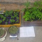 Fotografía de las plantas requisadas en la detención. G.C.