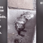 Solo quiere deshacerse del jabón. Es irritante y es posible que este sufriendo.