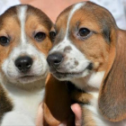 Dos cachorros de la primera camada concebida por fecundación in vitro