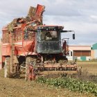 Un agricultor, recogiendo remolacha en León.