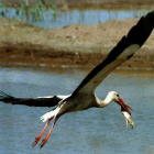 Una cigueña levanta el vuelo con un pez ya muerto, junto al Parque Nacional de Doñana.