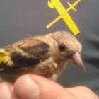 Uno de los fringílidos rescatados por la Guardia Civil en la Operación Carduelis. DL