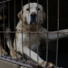 Dos perros de raza grande en su refugio, ayer en la Protectora de Animales de León.