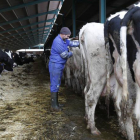 Una ganadería con vacas lecheras en León