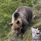 Imagen de una osa en la Cordillera Cantábrica. FUNDACIÓN OSO PARDO