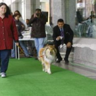 El Corte Inglés dedicó ayer una jornada al desfile de mascotas .