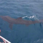 Tiburón en aguas de Barcelona, el 28 de mayo.