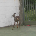 La corza, atrapada en el patio del colegio San José Obrero de Cuatrovientos