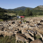 Los dos rebaños se juntaron en los pastos de Prioro tras el largo viaje desde Extremadura y Secos del Porma.