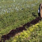 Asaja demanda planes para que los jóvenes apuesten por el campo, como medio de vida.