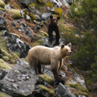 fundación oso pardo