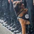 Diesel, la perra policía que ha muerto esta mañana en la operación contra los yihadistas en Saint Denis