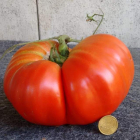 Foto del tomate comparado con una moneda de 50 céntimos. DL