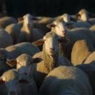 Casi dos mil ganaderos de ovino leoneses tendrán ayudas europeas