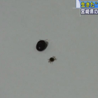 Las dos garrapatas infectadas, una muerta (grande) y otra viva (pequeña), durante el accidentado simposio en Japón