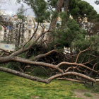 Lugar donde ha fallecido un niño tras caerle una rama de un árbol en el Parque del Retiro, este sábado.
