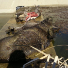 Un jabalí y varios corzos muertos al caer a un canal de riego que no tienen vallas y ahogarse después de estar horas intentado salir