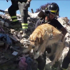 Un perro, rescatado tras pasar nueve días atrapado por el terremoto.