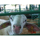 Un ejemplar de oveja productora de leche en una feria ganadera celebrada en la provincia de León.