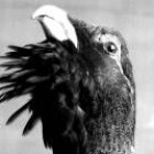 Este animal está protegido con el nivel máximo de la ley española