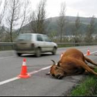 El cadáver del animal estuvo mas de un día en el arcén sin que nadie lo retirara.