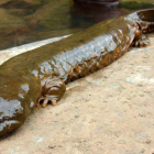 Una salamandra gigante china.