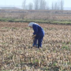 Una trabajadora recolecta el maíz que  recogió la cosechadora en un maizal.