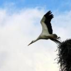 Una cigüeña abandona su nido en Santibáñez del Bernesga