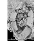 Imagen del fósil de cincta carpoidea encontrado en Los Barrios de Luna