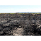 Paraje quemado en el incendio que en el año 2012 quemó 12.000 hectáreas en los montes de Castrocontrigo. MARCIANO